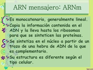 ARN mensajero: ARNm
Es monocatenario, generalmente lineal.
Copia la información contenida en el
ADN y la lleva hasta los ribosomas
para que se sinteticen las proteínas.
Se sintetiza en el núcleo a partir de un
trozo de una hebra de ADN de la que
es complementario.
Su estructura es diferente según el
tipo celular.
 