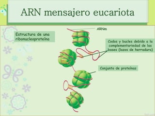 ARNm
Conjunto de proteínas
Codos y bucles debido a la
complementariedad de las
bases (lazos de herradura)
ARN mensajero eucariota
Estructura de una
ribonucleoproteína
 