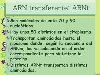 ARN transferente: ARNt
Son moléculas de ente 70 y 90
nucleótidos.
Hay unos 50 distintos en el citoplasma.
Transportan aminoácidos hasta el
ribosoma donde, según la secuencia del
ARNm, los va colocando en el orden
correspondiente para sintetizar la
proteína.
Distintos ARNt transportan distintos
aminoácidos.
 
