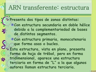 ARN transferente: estructura
Presenta dos tipos de zonas distintas:
Con estructura secundaria en doble hélice
debido a la complementariedad de bases
de distintos segmentos.
Con estructura primaria, monocatenaria
que forma asas o bucles.
Esta estructura, vista en plano, presenta
forma de hoja de trébol, pero en forma
tridimensional, aparece una estructura
terciaria en forma de “L” a la que algunos
autores llaman estructura terciaria.
 