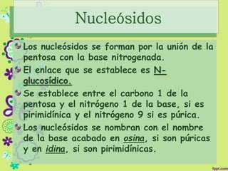 Nucleósidos
Los nucleósidos se forman por la unión de la
pentosa con la base nitrogenada.
El enlace que se establece es N-
glucosídico.
Se establece entre el carbono 1 de la
pentosa y el nitrógeno 1 de la base, si es
pirimidínica y el nitrógeno 9 si es púrica.
Los nucleósidos se nombran con el nombre
de la base acabado en osina, si son púricas
y en idina, si son pirimidínicas.
 