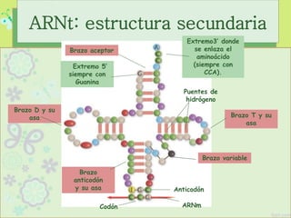 ARNt: estructura secundaria
Extremo 5’
siempre con
Guanina
Brazo aceptor
Puentes de
hidrógeno
Anticodón
Codón
Brazo D y su
asa Brazo T y su
asa
Brazo
anticodón
y su asa
ARNm
Extremo3’ donde
se enlaza el
aminoácido
(siempre con
CCA).
Brazo variable
 