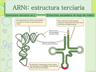 ARNt: estructura terciaria
Estructura terciaria en L Estructura secundaria en hoja de trébol
 