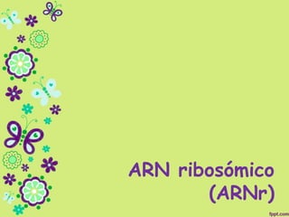 ARN ribosómico
(ARNr)
 