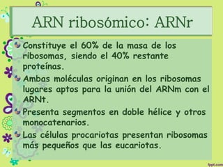 ARN ribosómico: ARNr
Constituye el 60% de la masa de los
ribosomas, siendo el 40% restante
proteínas.
Ambas moléculas originan en los ribosomas
lugares aptos para la unión del ARNm con el
ARNt.
Presenta segmentos en doble hélice y otros
monocatenarios.
Las células procariotas presentan ribosomas
más pequeños que las eucariotas.
 