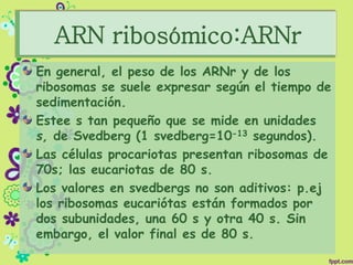 ARN ribosómico:ARNr
En general, el peso de los ARNr y de los
ribosomas se suele expresar según el tiempo de
sedimentación.
Estee s tan pequeño que se mide en unidades
s, de Svedberg (1 svedberg=10-13 segundos).
Las células procariotas presentan ribosomas de
70s; las eucariotas de 80 s.
Los valores en svedbergs no son aditivos: p.ej
los ribosomas eucariótas están formados por
dos subunidades, una 60 s y otra 40 s. Sin
embargo, el valor final es de 80 s.
 