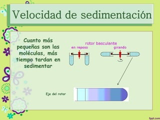 Velocidad de sedimentación
Eje del rotor
Cuanto más
pequeñas son las
moléculas, más
tiempo tardan en
sedimentar
 