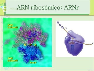 ARN ribosómicoARN ribosómico: ARNr
 
