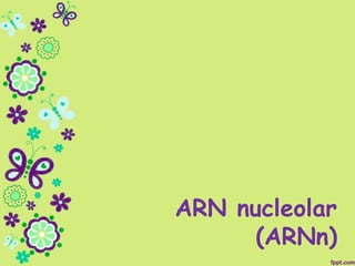 ARN nucleolar
(ARNn)
 