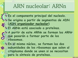 ARN nucleolar: ARNn
Es el componente principal del nucleolo.
Se origina a partir de segmentos de ADN
(ADN organizador nucleolar)
El ARNn está asociado a proteínas.
A partir de este ARNn se forman los ARNr
que pasarán a formar parte de los
ribosomas.
En el mismo núcleo, se forman las dos
subunidades de los ribosomas que salen al
citoplasma donde se unen si se necesitan
para la síntesis de proteínas.
 