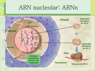 ADN
Núcleo
Nucléolo
Proteínas
ribosómicas
(entran del
citoplasma) Nucleoplasma
Citosol
ARN nucleolar
ARNm
ARN
28 S
ARN
5,8 S
ARN 5 S
Subunidad
ribosómica
de 60 S
Subunidad
ribosómica
de 40 S
Ribosoma de 80 S
ARN nucleolar: ARNn
 