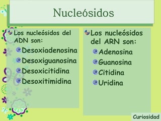 Los nucleósidos del
ADN son:
Desoxiadenosina
Desoxiguanosina
Desoxicitidina
Desoxitimidina
Los nucleósidos
del ARN son:
Adenosina
Guanosina
Citidina
Uridina
Nucleósidos
Curiosidad
 