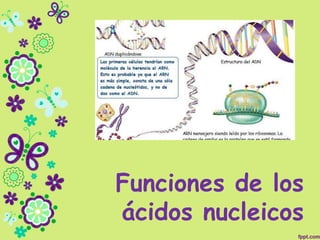 Funciones de los
ácidos nucleicos
 