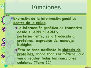 Funciones
Expresión de la información genética
dentro de la célula.
La información genética es transcrita
desde el ADN al ARN y,
posteriormente, será traducida a
proteínas: expresión del mensaje
biológico.
Esto se hace mediante la síntesis de
proteínas, sobre todo enzimáticas, que
van a regular todas las reacciones
celulares (Tema 11).
 