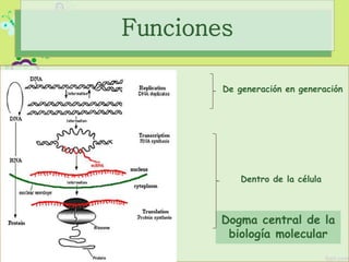 Dogma central de la
biología molecular
Funciones
De generación en generación
Dentro de la célula
 