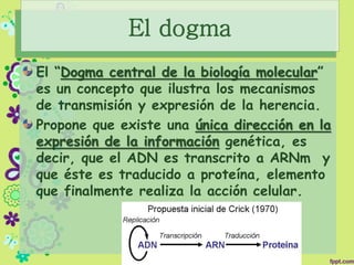 El dogma
El “Dogma central de la biología molecular”
es un concepto que ilustra los mecanismos
de transmisión y expresión de la herencia.
Propone que existe una única dirección en la
expresión de la información genética, es
decir, que el ADN es transcrito a ARNm y
que éste es traducido a proteína, elemento
que finalmente realiza la acción celular.
 