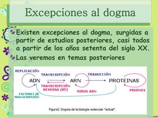 Excepciones al dogma
Existen excepciones al dogma, surgidas a
partir de estudios posteriores, casi todos
a partir de los años setenta del siglo XX.
Las veremos en temas posteriores
 