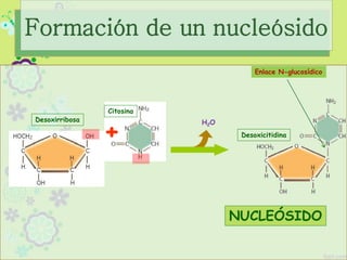 Formación de un nucleósido
Desoxirribosa
+
Citosina
H2O
NUCLEÓSIDO
Desoxicitidina
Enlace N-glucosídico
 