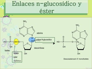 N
N
N
N
NH2
H
OH
O
OH
OH
P
O
OH
OH
OH
adenina
desoxirribosa
fosfato
enlace
ester
enlace N-glucosídico
P
O
OH
OH
O
CH2O
OH
N
N
N
N
NH2
Enlaces n-glucosídico y
éster
fosfórico
Desoxiadenosín 5’ monofosfato
 