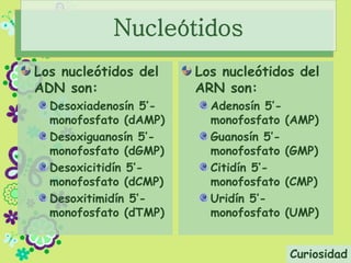 Los nucleótidos del
ADN son:
Desoxiadenosín 5’-
monofosfato (dAMP)
Desoxiguanosín 5’-
monofosfato (dGMP)
Desoxicitidín 5’-
monofosfato (dCMP)
Desoxitimidín 5’-
monofosfato (dTMP)
Los nucleótidos del
ARN son:
Adenosín 5’-
monofosfato (AMP)
Guanosín 5’-
monofosfato (GMP)
Citidín 5’-
monofosfato (CMP)
Uridín 5’-
monofosfato (UMP)
Nucleótidos
Curiosidad
 