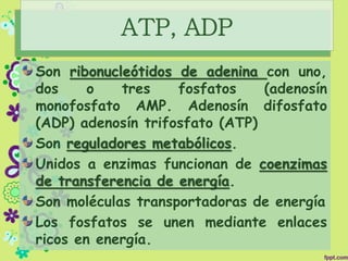 ATP, ADP
Son ribonucleótidos de adenina con uno,
dos o tres fosfatos (adenosín
monofosfato AMP. Adenosín difosfato
(ADP) adenosín trifosfato (ATP)
Son reguladores metabólicos.
Unidos a enzimas funcionan de coenzimas
de transferencia de energía.
Son moléculas transportadoras de energía
Los fosfatos se unen mediante enlaces
ricos en energía.
 