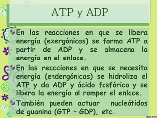 ATP y ADP
En las reacciones en que se libera
energía (exergónicas) se forma ATP a
partir de ADP y se almacena la
energía en el enlace.
En las reacciones en que se necesita
energía (endergónicas) se hidroliza el
ATP y da ADP y ácido fosfórico y se
libera la energía al romper el enlace.
También pueden actuar nucleótidos
de guanina (GTP – GDP), etc.
 