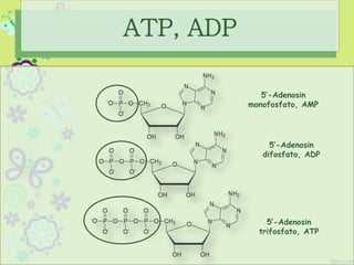 5’-Adenosin
monofosfato, AMP
5’-Adenosin
difosfato, ADP
5’-Adenosin
trifosfato, ATP
ATP, ADP
 