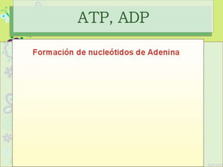 ATP, ADP
 