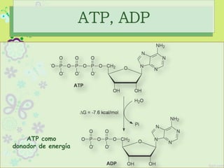 ATP como
donador de energía
ATP, ADP
 