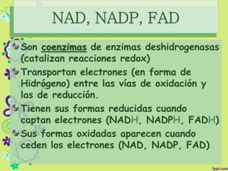 NAD, NADP, FAD
Son coenzimas de enzimas deshidrogenasas
(catalizan reacciones redox)
Transportan electrones (en forma de
Hidrógeno) entre las vías de oxidación y
las de reducción.
Tienen sus formas reducidas cuando
captan electrones (NADH, NADPH, FADH)
Sus formas oxidadas aparecen cuando
ceden los electrones (NAD, NADP, FAD)
 
