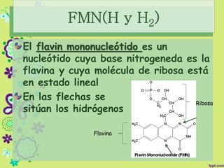 FMN(H y H2)
El flavin mononucleótido es un
nucleótido cuya base nitrogeneda es la
flavina y cuya molécula de ribosa está
en estado lineal
En las flechas se
sitúan los hidrógenos
Flavina
Ribosa
 