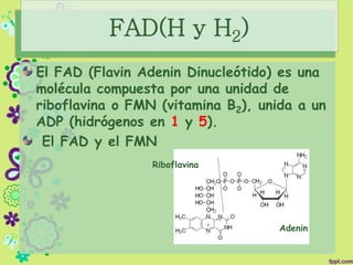 FAD(H y H2)
El FAD (Flavin Adenin Dinucleótido) es una
molécula compuesta por una unidad de
riboflavina o FMN (vitamina B2), unida a un
ADP (hidrógenos en 1 y 5).
El FAD y el FMN
Riboflavina
Adenin
 