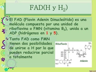 El FAD (Flavin Adenin Dinucleótido) es una
molécula compuesta por una unidad de
riboflavina o FMN (vitamina B2), unida a un
ADP (hidrógenos en 1 y 5).
Tanto FAD como FMN
tienen dos posibilidades
de unirse a H por lo que
pueden reducirse parcial
o totalmente
FAD(H y H2)
Riboflavin
Adenin
 