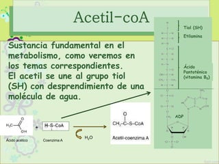 Acetil-coA
H2O
Ácido acético Coenzima A
+
Sustancia fundamental en el
metabolismo, como veremos en
los temas correspondientes.
El acetil se une al grupo tiol
(SH) con desprendimiento de una
molécula de agua.
Tiol (SH)
Etilamina
Ácido
Pantoténico
(vitamina B5)
ADP
 