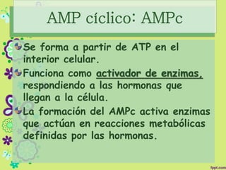 AMP cíclico: AMPc
Se forma a partir de ATP en el
interior celular.
Funciona como activador de enzimas,
respondiendo a las hormonas que
llegan a la célula.
La formación del AMPc activa enzimas
que actúan en reacciones metabólicas
definidas por las hormonas.
 
