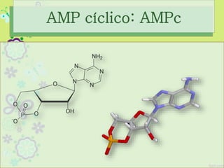 AMP cíclico: AMPc
 