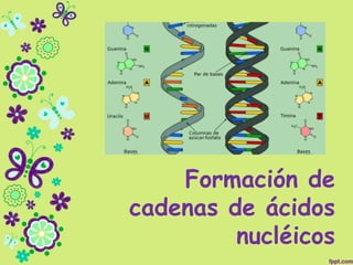 Formación de
cadenas de ácidos
nucléicos
 