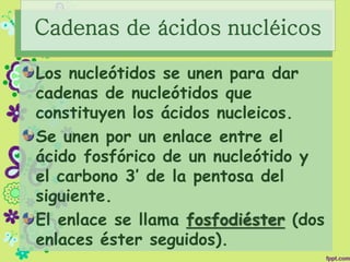 Cadenas de ácidos nucléicos
Los nucleótidos se unen para dar
cadenas de nucleótidos que
constituyen los ácidos nucleicos.
Se unen por un enlace entre el
ácido fosfórico de un nucleótido y
el carbono 3’ de la pentosa del
siguiente.
El enlace se llama fosfodiéster (dos
enlaces éster seguidos).
 