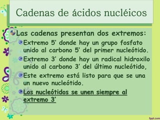 Las cadenas presentan dos extremos:
Extremo 5’ donde hay un grupo fosfato
unido al carbono 5’ del primer nucleótido.
Extremo 3’ donde hay un radical hidroxilo
unido al carbono 3’ del último nucleótido,
Este extremo está listo para que se una
un nuevo nucleótido.
Los nucleótidos se unen siempre al
extremo 3’
Cadenas de ácidos nucléicos
 