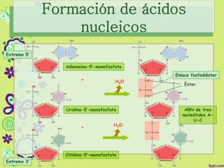 Adenosina-5’-monofosfato
Uridina-5’-monofosfato
Citidina-5’-monofosfato
+
+
Enlace fosfodiéster
Extremo 5’
Extremo 3’
ARN de tres
nucleótidos A-
U-C
H2O
H2O
Formación de ácidos
nucleicos
Éster
 