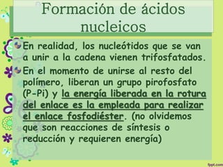 En realidad, los nucleótidos que se van
a unir a la cadena vienen trifosfatados.
En el momento de unirse al resto del
polímero, liberan un grupo pirofosfato
(P-Pi) y la energía liberada en la rotura
del enlace es la empleada para realizar
el enlace fosfodiéster. (no olvidemos
que son reacciones de síntesis o
reducción y requieren energía)
Formación de ácidos
nucleicos
 