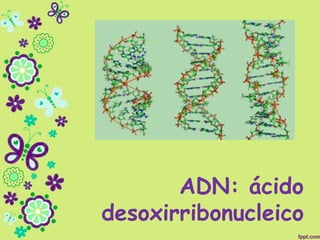ADN: ácido
desoxirribonucleico
 