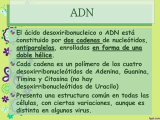 ADN
El ácido desoxiribonucleico o ADN está
constituido por dos cadenas de nucleótidos,
antiparalelas, enrolladas en forma de una
doble hélice.
Cada cadena es un polímero de los cuatro
desoxirribonucleótidos de Adenina, Guanina,
Timina y Citosina (no hay
desoxirribonucleótidos de Uracilo)
Presenta una estructura común en todas las
células, con ciertas variaciones, aunque es
distinta en algunos virus.
 