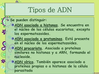 Se pueden distinguir:
ADN asociado a histonas. Se encuentra en
el núcleo de las células eucariotas, excepto
los espermatozoides.
ADN asociado a protaminas. Está presente
en el núcleo de los espermatozoides.
ADN procariota. Asociado a proteínas
similares no histonas y a ARN, formando el
nucleoide.
ADN vírico. También aparece asociado a
proteínas propias o a histonas de la célula
parasitada
Tipos de ADN
 