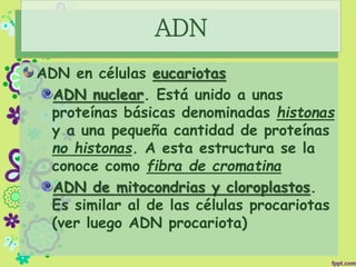 ADN
ADN en células eucariotas
ADN nuclear. Está unido a unas
proteínas básicas denominadas histonas
y a una pequeña cantidad de proteínas
no histonas. A esta estructura se la
conoce como fibra de cromatina
ADN de mitocondrias y cloroplastos.
Es similar al de las células procariotas
(ver luego ADN procariota)
 