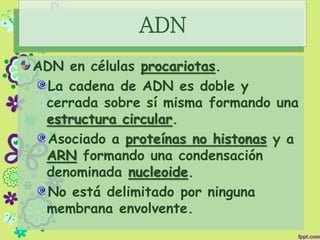 ADN
ADN en células procariotas.
La cadena de ADN es doble y
cerrada sobre sí misma formando una
estructura circular.
Asociado a proteínas no histonas y a
ARN formando una condensación
denominada nucleoide.
No está delimitado por ninguna
membrana envolvente.
 