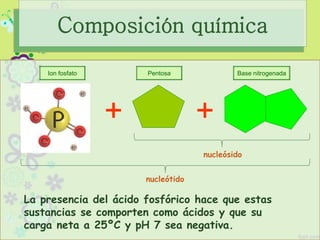 Composición química
Ion fosfato Pentosa Base nitrogenada
+ +
La presencia del ácido fosfórico hace que estas
sustancias se comporten como ácidos y que su
carga neta a 25ºC y pH 7 sea negativa.
nucleósido
nucleótido
 