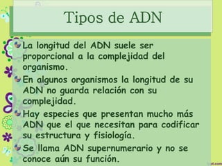 Tipos de ADN
La longitud del ADN suele ser
proporcional a la complejidad del
organismo.
En algunos organismos la longitud de su
ADN no guarda relación con su
complejidad.
Hay especies que presentan mucho más
ADN que el que necesitan para codificar
su estructura y fisiología.
Se llama ADN supernumerario y no se
conoce aún su función.
 