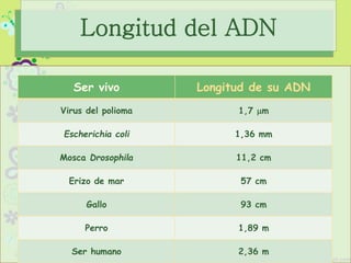 Longitud del ADN
Ser vivo Longitud de su ADN
Virus del polioma 1,7 mm
Escherichia coli 1,36 mm
Mosca Drosophila 11,2 cm
Erizo de mar 57 cm
Gallo 93 cm
Perro 1,89 m
Ser humano 2,36 m
 