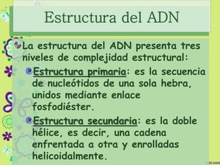 Estructura del ADN
La estructura del ADN presenta tres
niveles de complejidad estructural:
Estructura primaria: es la secuencia
de nucleótidos de una sola hebra,
unidos mediante enlace
fosfodiéster.
Estructura secundaria: es la doble
hélice, es decir, una cadena
enfrentada a otra y enrolladas
helicoidalmente.
 
